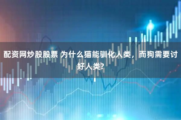 配资网炒股股票 为什么猫能驯化人类,而狗需要讨好人类?