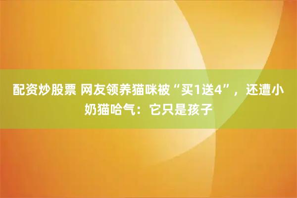 配资炒股票 网友领养猫咪被“买1送4”,还遭小奶猫哈气:它只是孩子